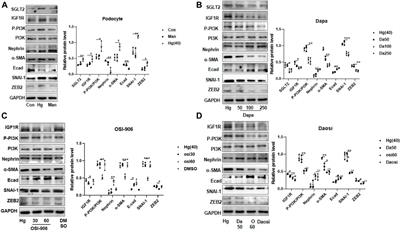 Corrigendum: SGLT2 inhibitors suppress epithelial-mesenchymal transition in podocytes under diabetic conditions via downregulating the IGF1R/PI3K pathway